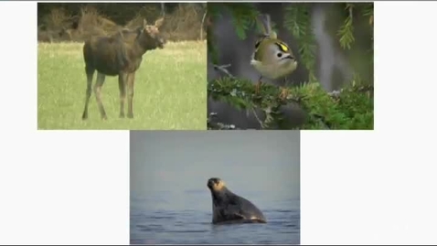 Thumbnail for  Kunskap om systemet  Vilt och vilda djur som älg