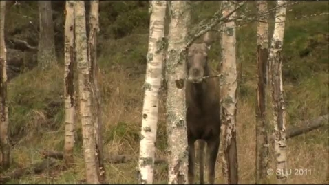 Thumbnail for  Kunskap om systemet - Jakten i samhället - människan