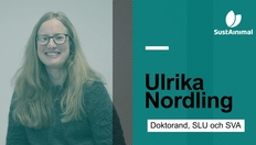 Entry thumbnail. Go to Möt Ulrika Nordling från SustAinimal Academy with duration: 4 minutes, 16 seconds