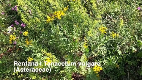 Thumbnail for Renfana | Tanacetum vulgare
