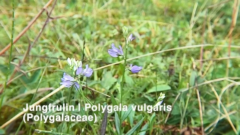 Thumbnail for Jungfrulin | Polygala vulgaris