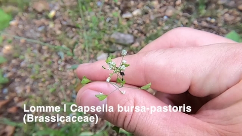 Thumbnail for Lomme | Capsella bursa-pastoris