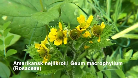 Thumbnail for Amerikansk nejlikrot | Geum macrophyllum