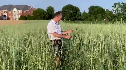 Thumbnail for Valentin Picasso – professor i växtodlingssystem / professor of cropping systems