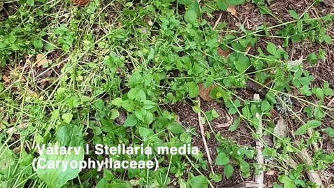 Thumbnail for Våtarv | Stellaria media