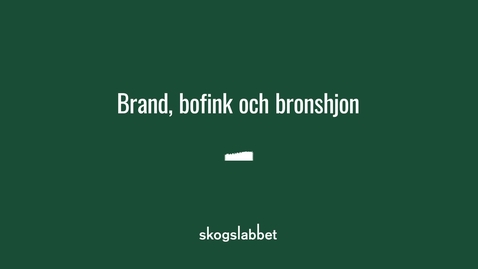Thumbnail for Brand, bofink och bronshjon - en film om skog med höga naturvärden [utan berättarröst]