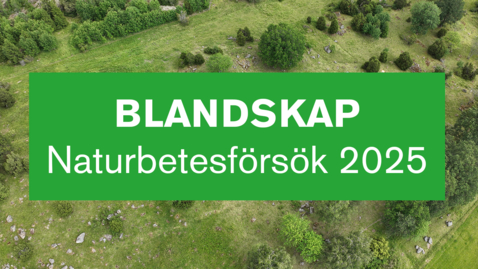 Thumbnail for BLANDSKAP – naturbetesförsök 2025
