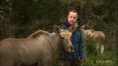 Thumbnail for  Kunskap om systemet - Älgens År