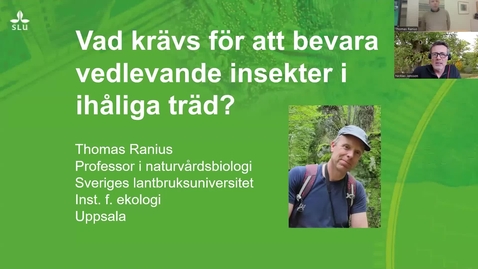 Thumbnail for Insekter i hålträd: vilken roll kan mulmholkar spela för att bevara dem?