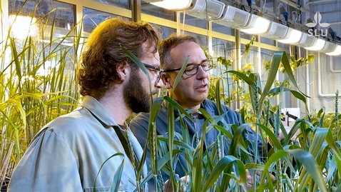 Thumbnail for Markus Schmid - professor i molekylär cellbiologi med inriktning mot växter vid SLU / Markus Schmid - professor of molecular cell biology with specialisation in plants at SLU