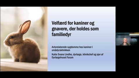 Thumbnail for Offentligt møde 2022 - Velfærd for kaniner og gnavere, der holdes som familiedyr: Katie Svane Lindhe