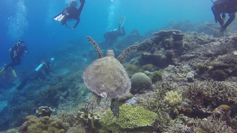 Thumbnail for Sustainable Tourism – promoting environmental public health: Tourism development and the health of coral reefs (06:37)