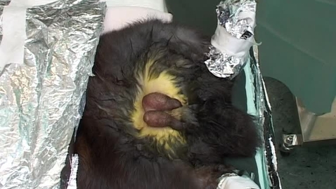 Thumbnail for Orchiectomy. Rabbit