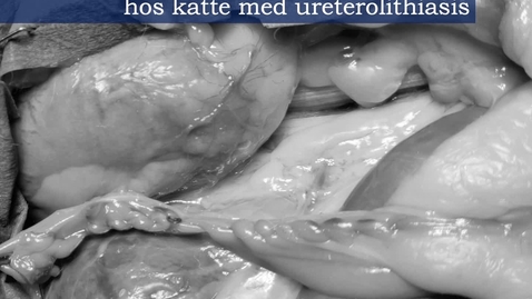 Thumbnail for Implantatfri urinleder bypass hos katte