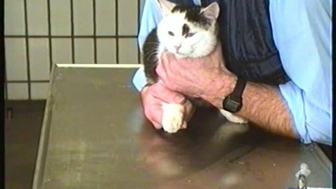 Thumbnail for Håndtering af kat