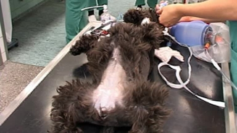 Thumbnail for Klargøring af patienten. Hund