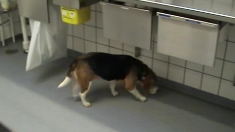 Thumbnail for Almen klinisk undersøgelse. Hund