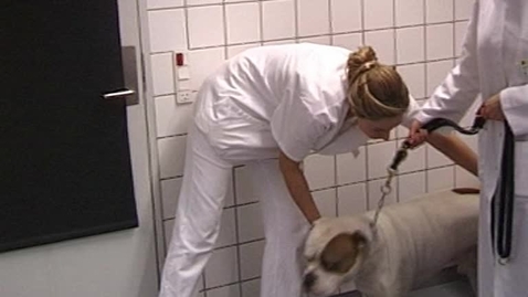 Thumbnail for Undersøgelse af hud og ører. Hund