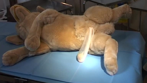 Thumbnail for Orchiectomy, dog model.mpg