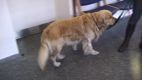 Thumbnail for Klinisk undersøgelse af urogenitialsystemet. Hund og kat