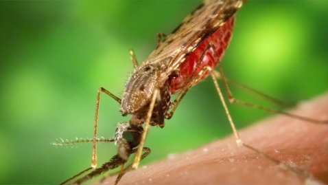 Thumbnail for An Introduction to Global Health -  Malaria - The Transition (14:36)