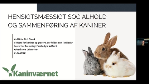 Thumbnail for Offentligt møde 2022 - Velfærd for kaniner og gnavere, der holdes som familiedyr: Ditte Rich Stærk