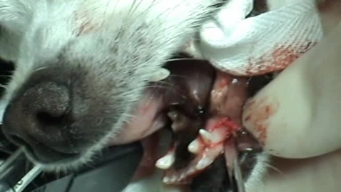 Thumbnail for Extraktion af mælketand. Hund