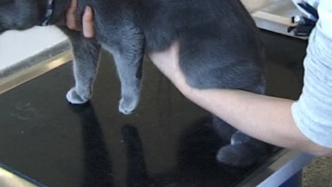 Thumbnail for Klinisk undersøgelse. Palpation af nyrer. Kat