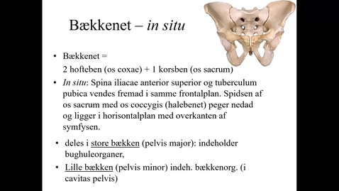 Thumbnail for video om bækkenbundens anatomi