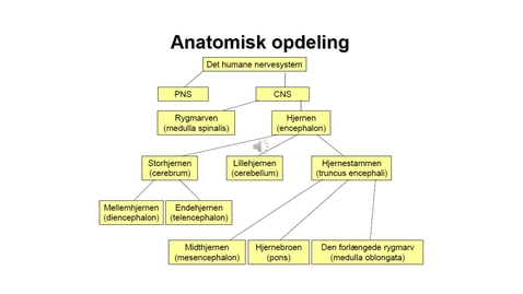 Thumbnail for neuromuskulær kontrol og motorisk indlæring - med speak