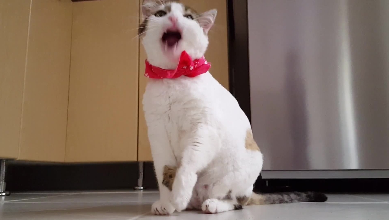 cute_kitty
