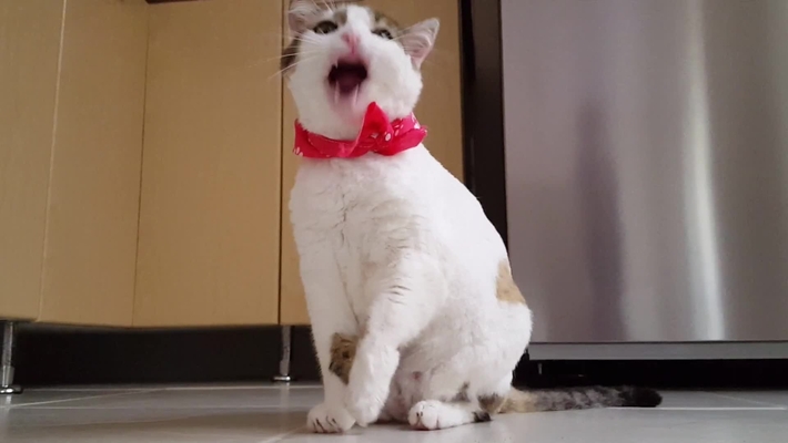 cute_kitty